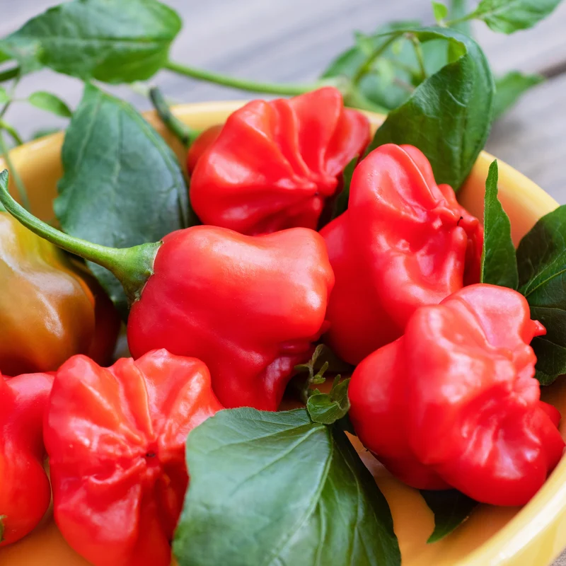 Poivron rouge ‘Mad Hatter’ F1 ( Capsicum baccatum )