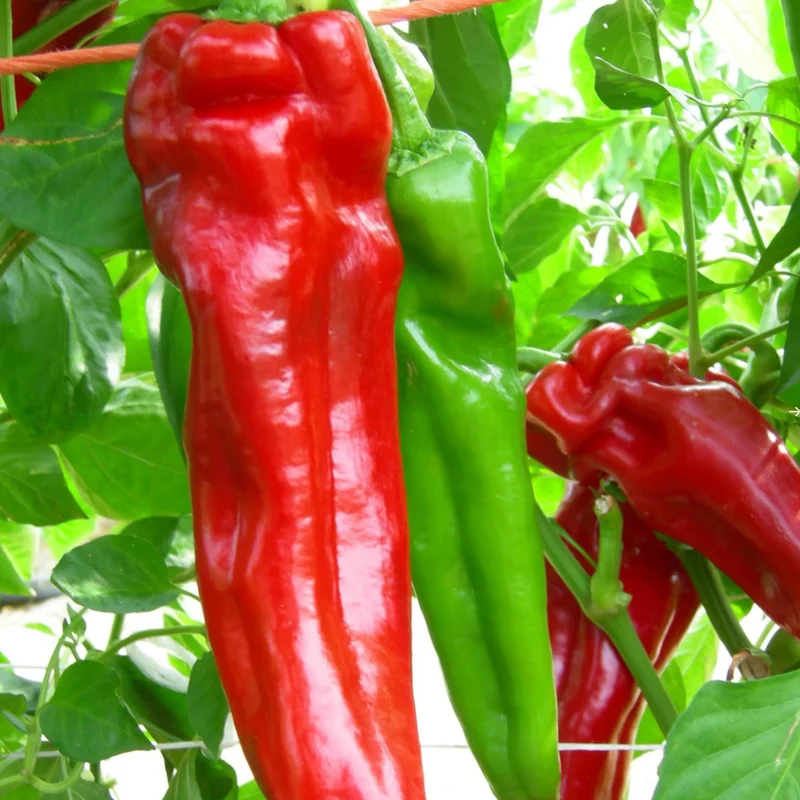Poivron rouge ‘Mattadores’ F1 ( Capsicum annuum )