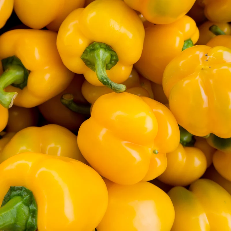 Poivron jaune ‘Liberty Belle’ F1 ( Capsicum annuum )