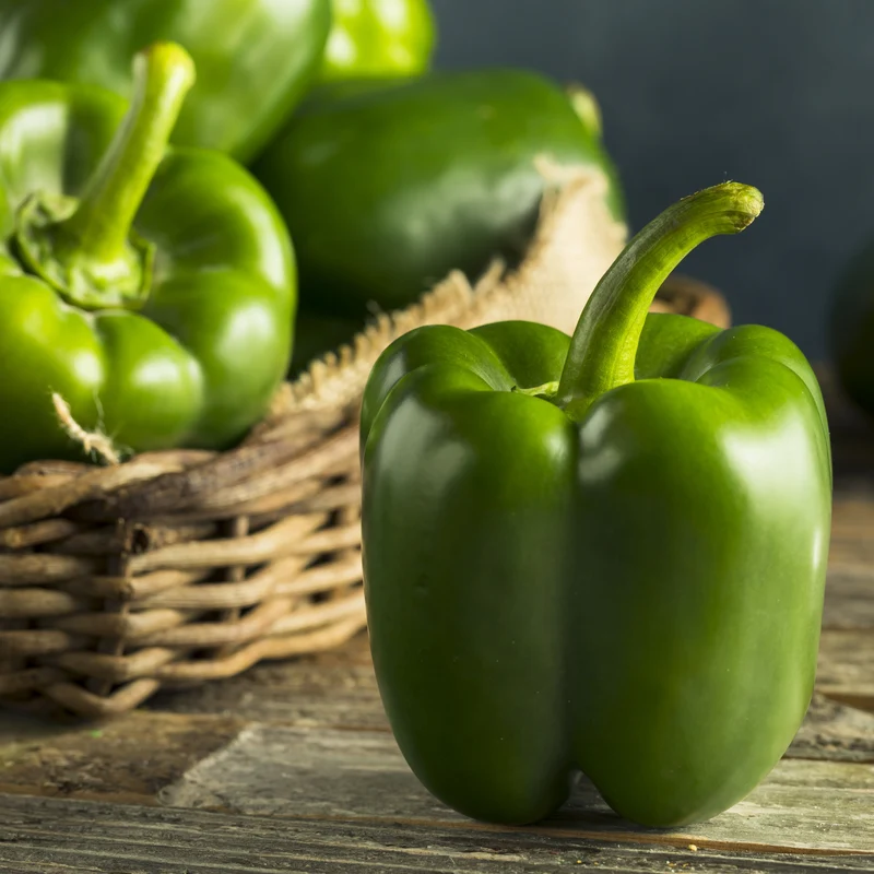 Poivron vert ‘Greenbell’ F1 ( Capsicum annuum )