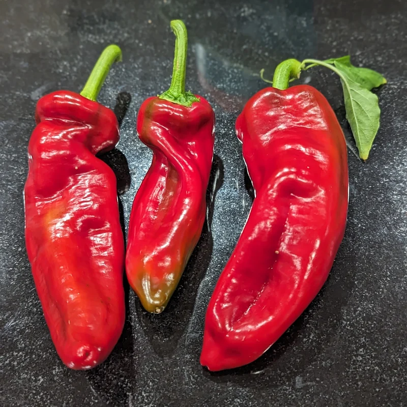Poivron rouge ‘Giant Marconi’ F1 ( Capsicum annuum )