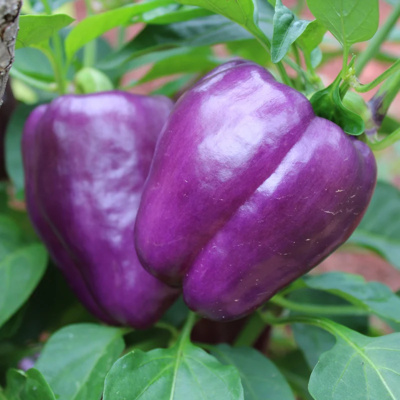 Poivron mauve ‘Dragonfly’ F1 ( Capsicum annuum )