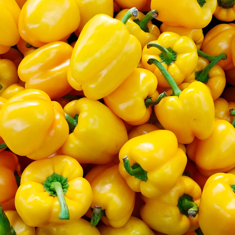 Poivron jaune ‘Early Sunsation X3R’ F1 ( Capsicum annuum )