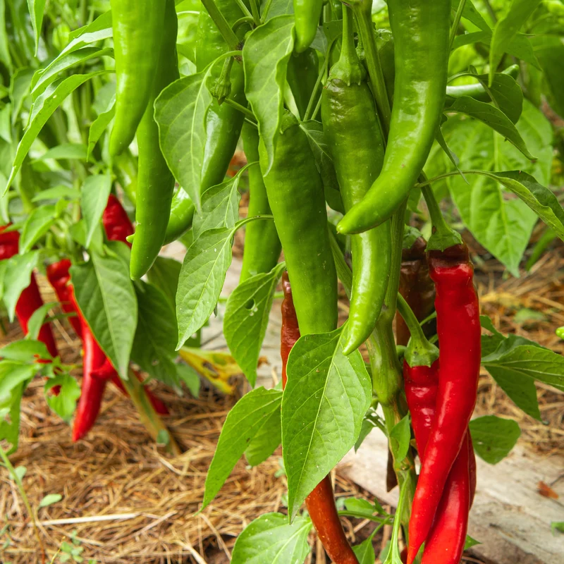 Poivron rouge ‘Dimitri’ F1 ( Capsicum annuum )