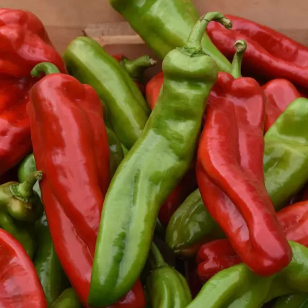 Poivron rouge ‘Cornissimo’ F1 ( Capsicum annuum )