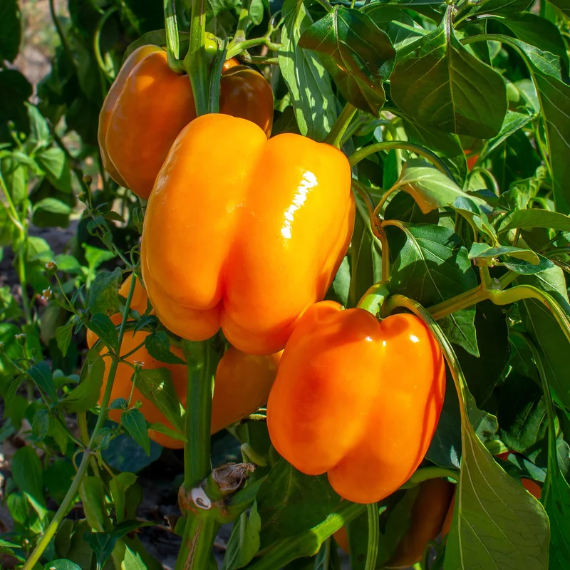 Poivron orange ‘Delirio’ F1 ( Capsicum annuum )