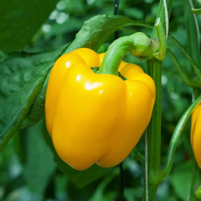 Poivron jaune ‘Abay’ F1 bio ( Capsicum annuum )
