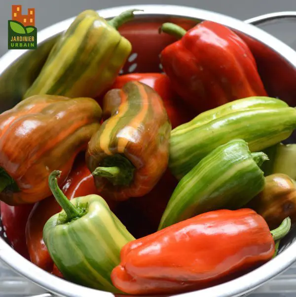 Poivron marbré ‘Candy Cane’ F1 ( Capsicum annuum )