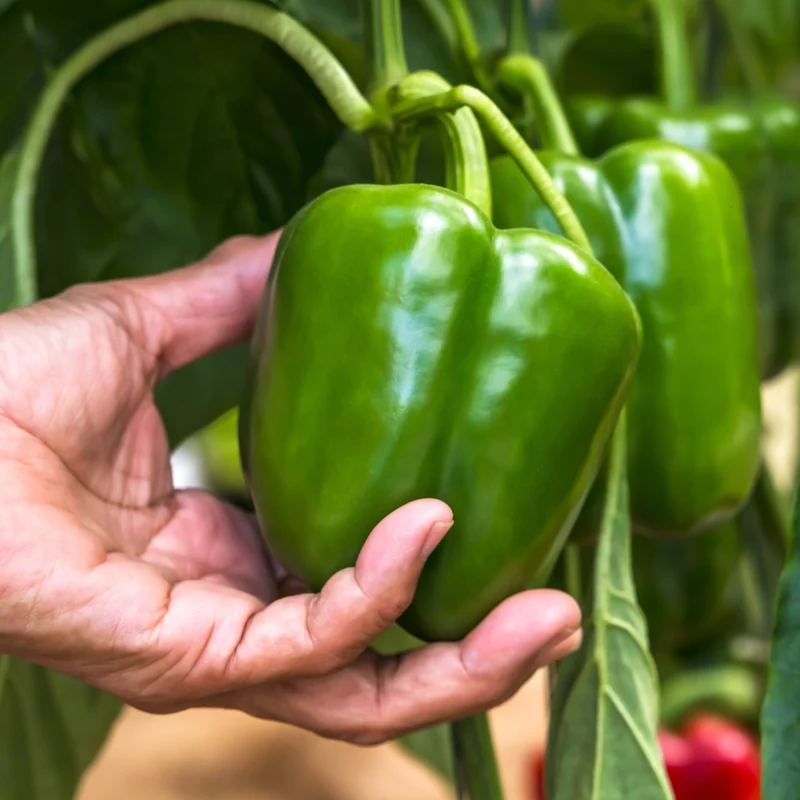 Poivron vert ‘California Wonder’ ( Capsicum annuum )