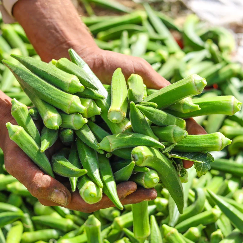 Okra Elisa F1 ( Abelmoschus esculentus )