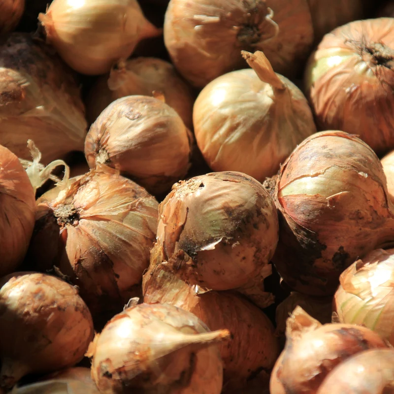 Oignon Ridge Line F1 ( Allium cepa )