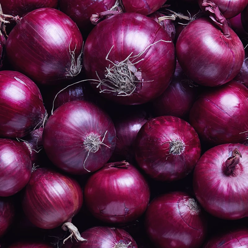 Oignon Rouge Empereur F1 ( Allium cepa )