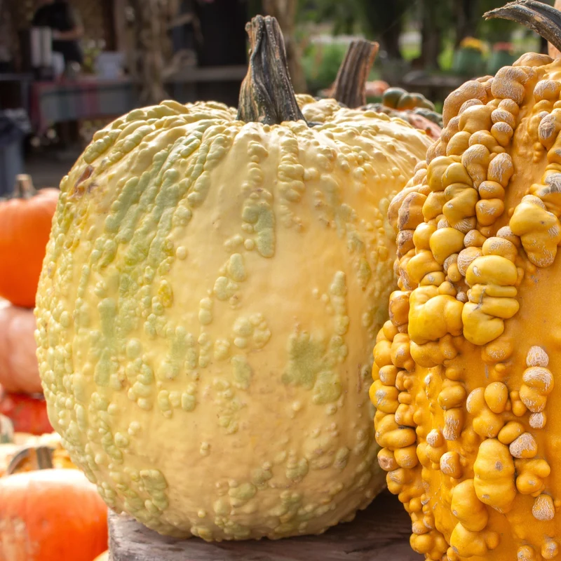 Citrouille blanche ‘Popcorn’ F1 ( Cucurbita pepo )