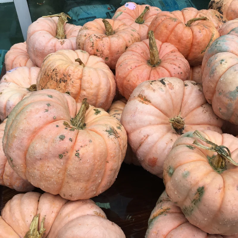 Citrouille ‘Porcelain Doll’ F1 ( Cucurbita pepo )