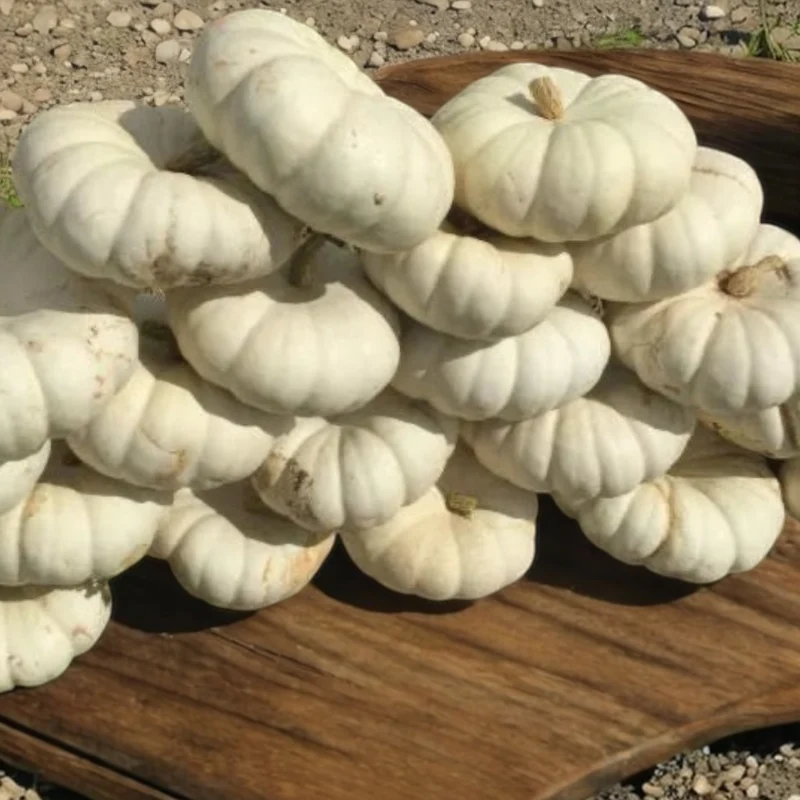 Citrouille blanche ‘Moon Stacker’ F1 ( Cucurbita pepo )