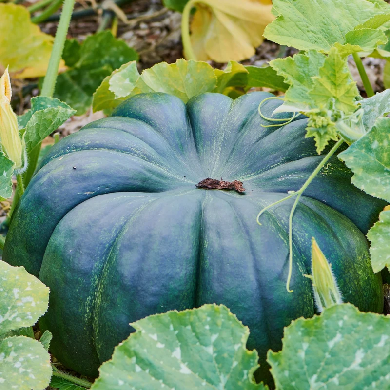 Citrouille ‘Jade Knight’ F1 ( Cucurbita pepo )