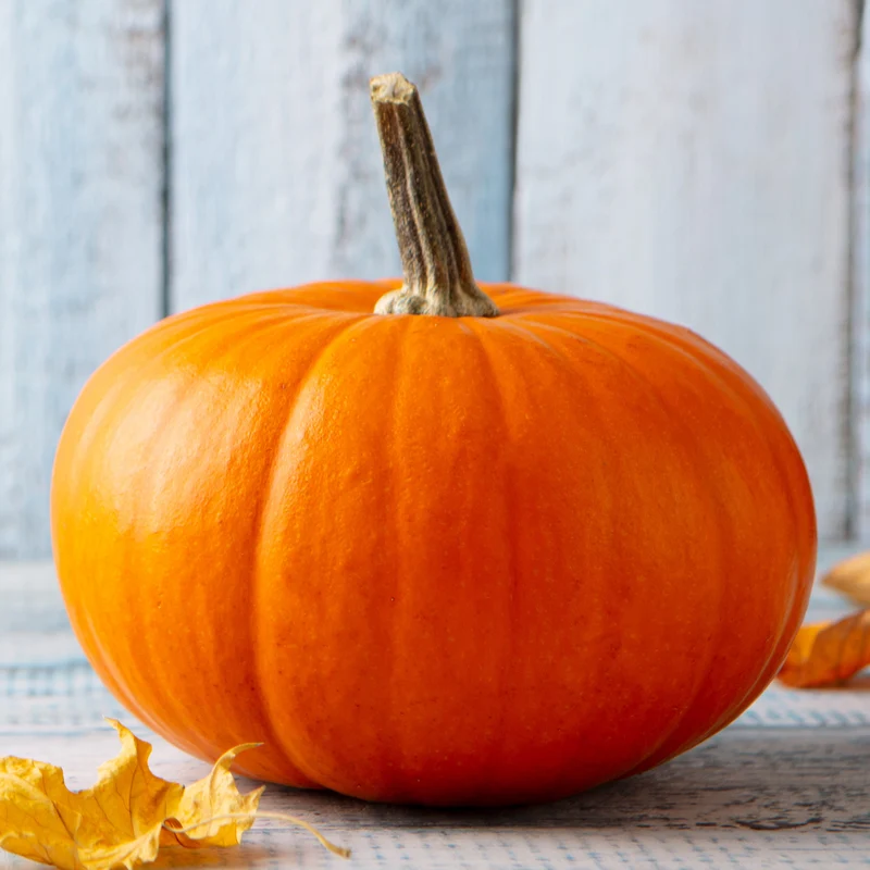 Citrouille ‘Jack Sprat’ F1 ( Cucurbita pepo )