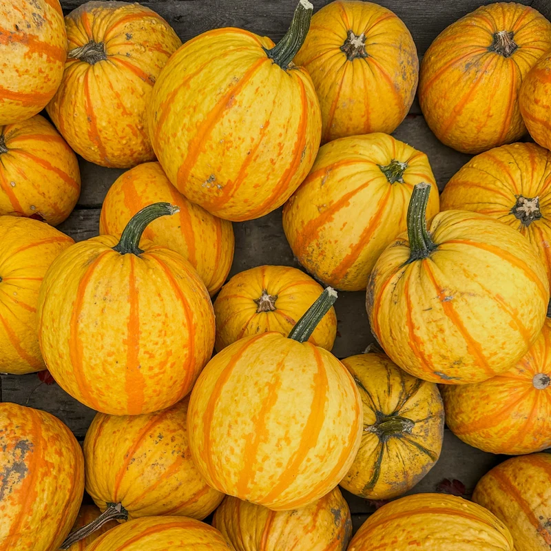 Citrouille ‘Fireball’ F1 ( Cucurbita pepo )