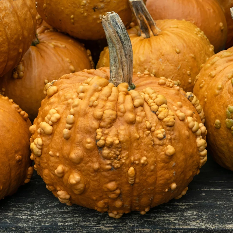 Citrouille ‘Grizzly Bear’ F1 ( Cucurbita pepo )
