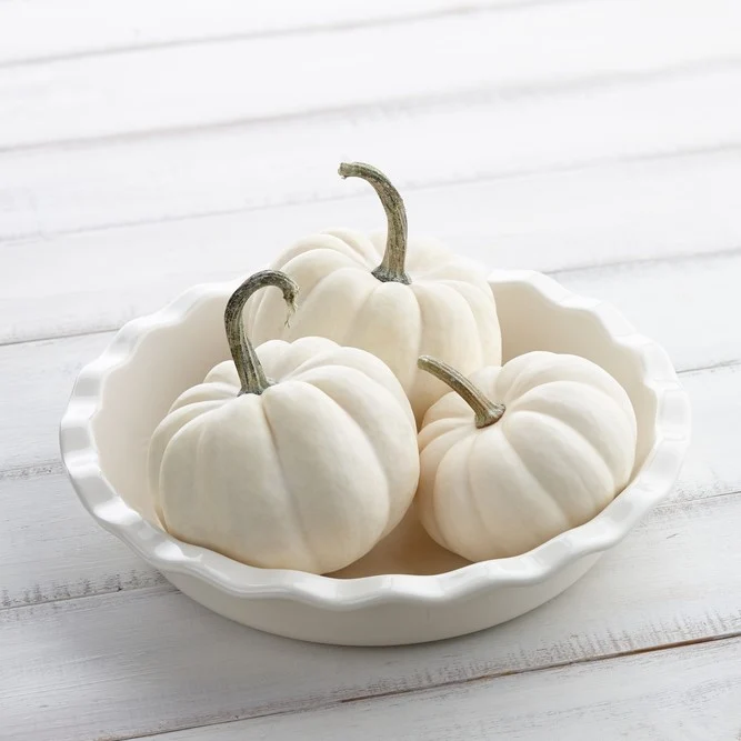 Citrouille blanche ‘Casperita’ F1 ( Cucurbita pepo )