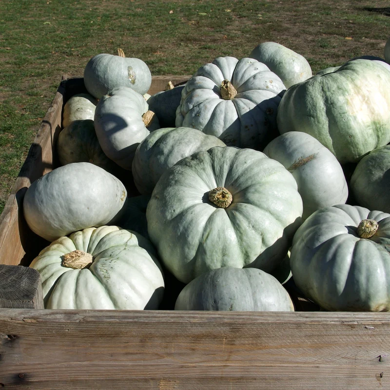 Citrouille ‘Blue Doll’ F1 ( Cucurbita maxima )
