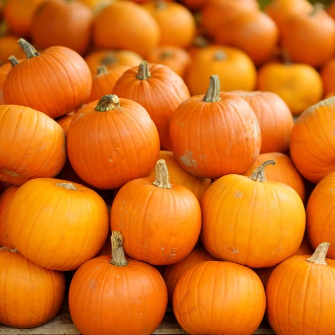 Citrouille ‘Carrie’ F1 ( Cucurbita pepo )