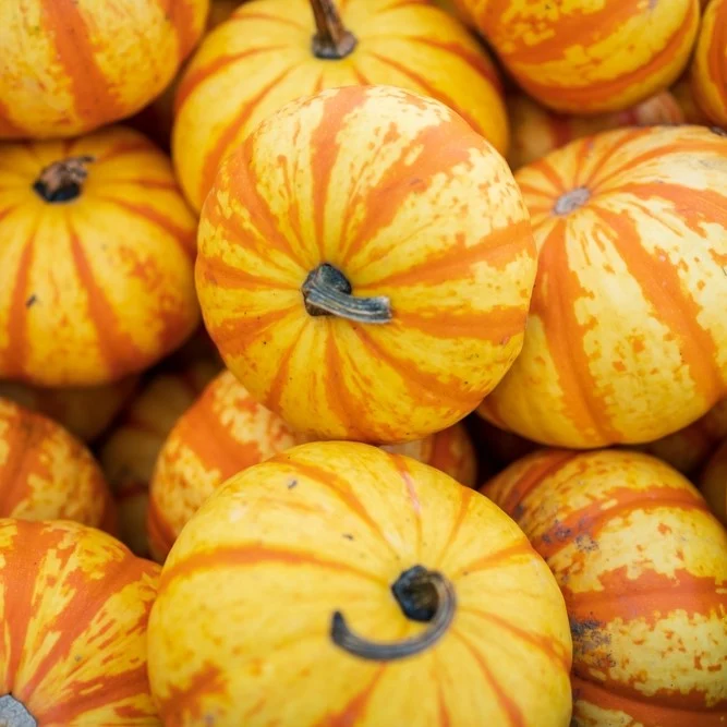 Citrouille ‘Blaze’ F1 ( Cucurbita pepo )