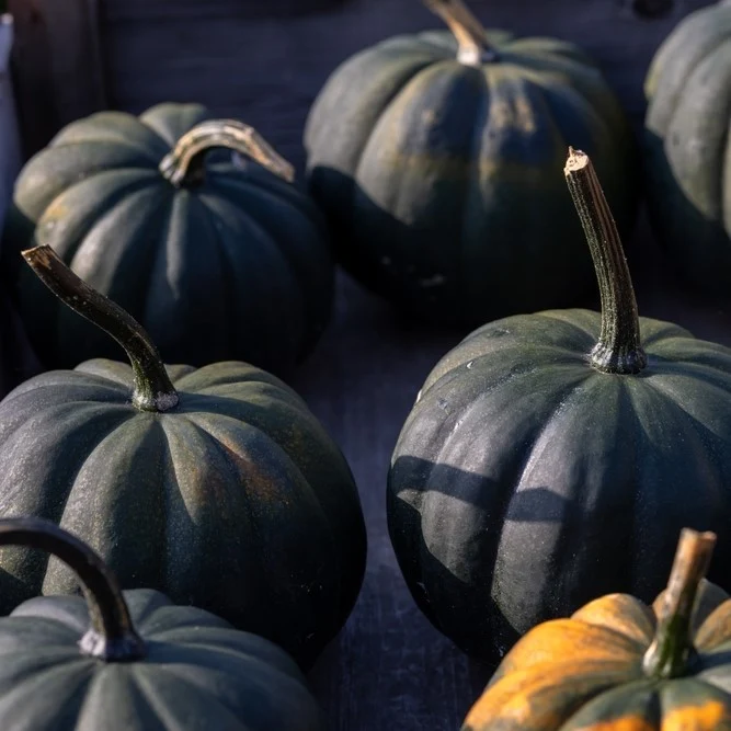 Citrouille ‘Black Hat’ ( Cucurbita pepo )