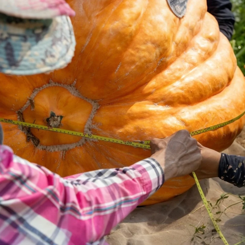 Citrouille ‘Atlantic Giant’ ( Cucurbita maxima )