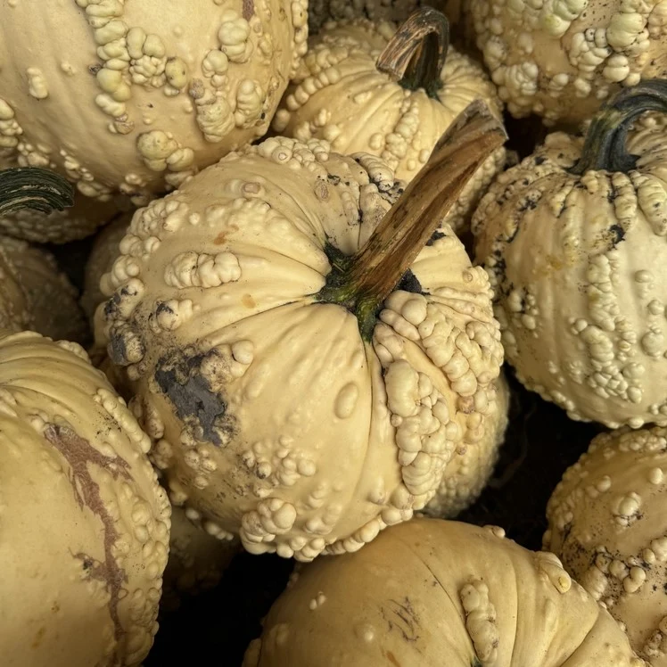 Citrouille blanche ‘Bad Jelly’ F1 ( Cucurbita pepo )