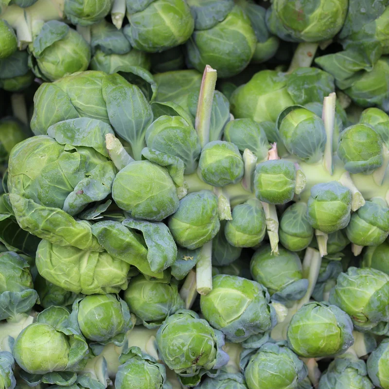 Chou de Bruxelles Divino F1 ( Brassica oleracea )