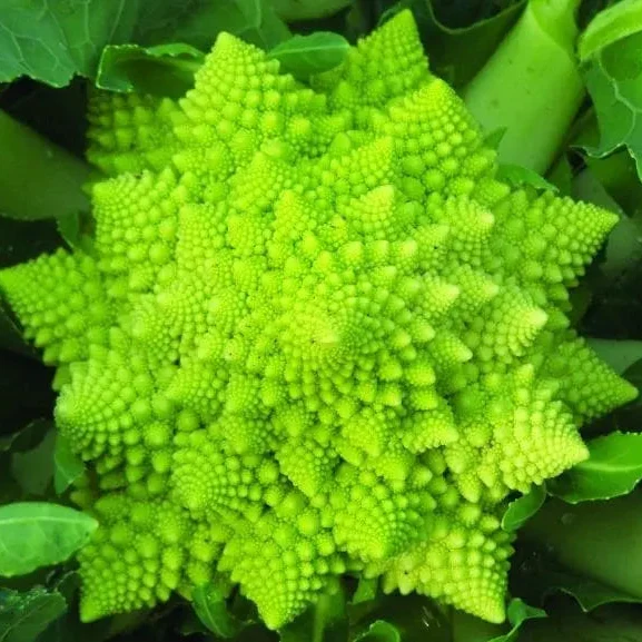 Chou-fleur ‘Romanesco Veronica Y.R. F1’ ( Brassica oleracea )