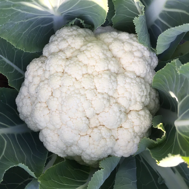 Chou-fleur mélange ‘Toutes Saisons’ ( Brassica oleracea )