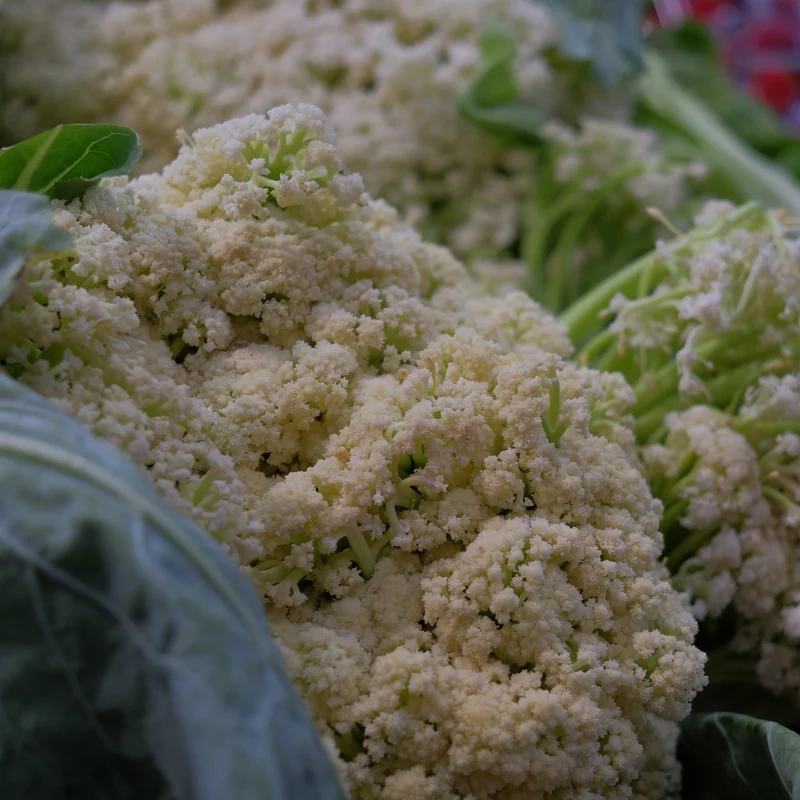 Chou-fleur blanc ‘Fioretto 60 F1’ ( Brassica oleracea )
