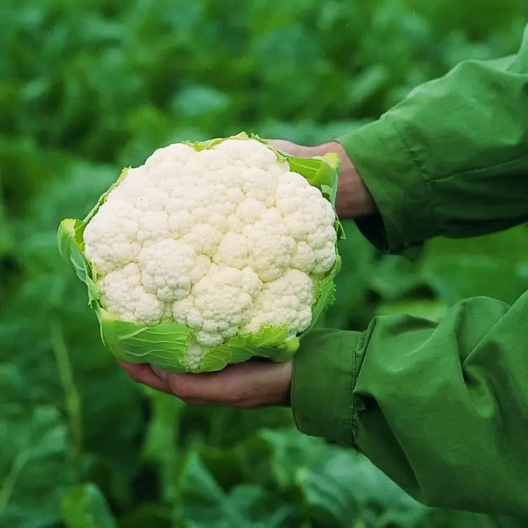 Chou-fleur blanc ‘Flamenco F1’ bio ( Brassica oleracea )