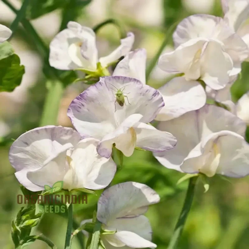 White Sweet Pea Seeds – High Scented Fragrant Garden Blooms