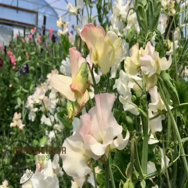White Sweet Pea Seeds – High Scented Fragrant Garden Blooms