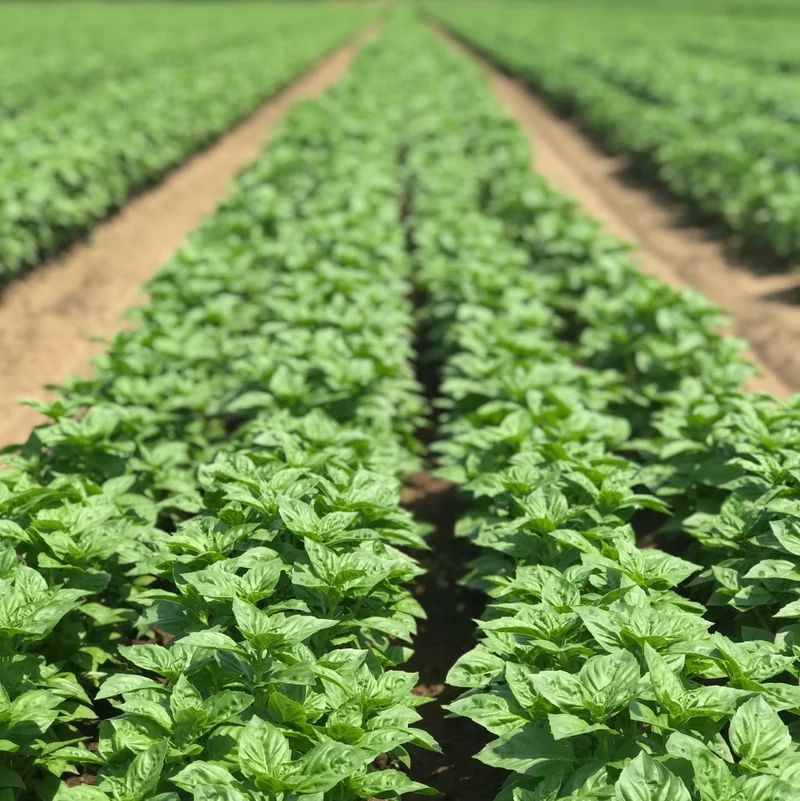 Spicy Sabre Basil Seeds – Heirloom, Aromatic & Easy-Grow Culinary Variety