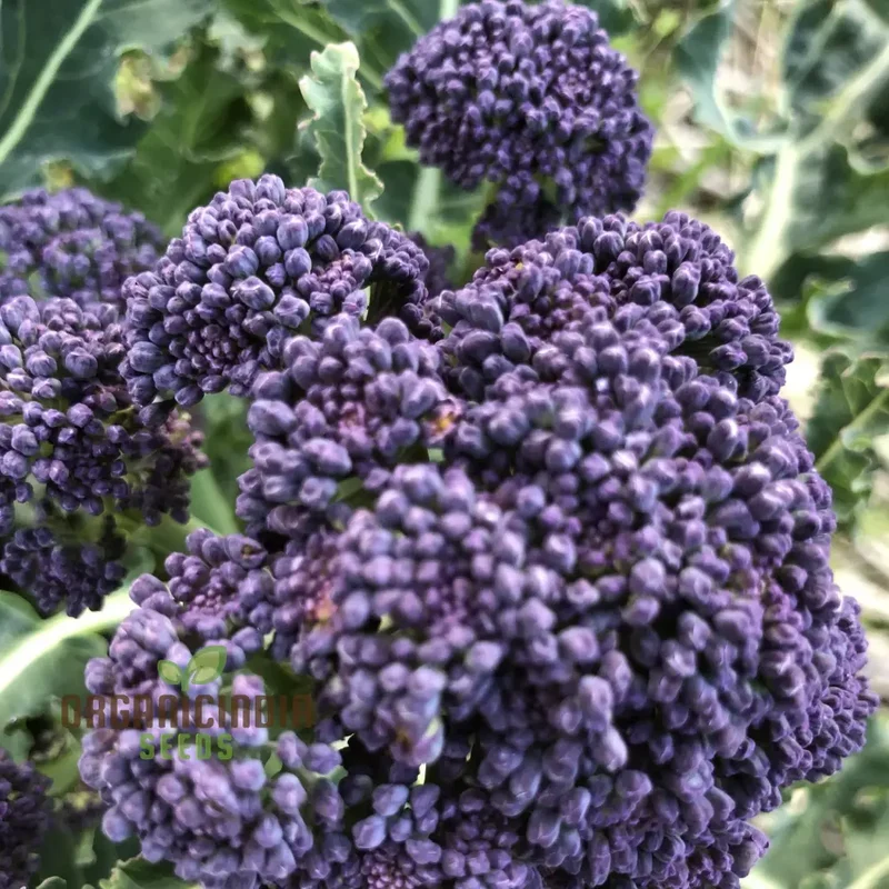 BROCCOLI MENDOCINO SEEDS - Cultivate Your Garden with Premium Quality Seeds for Gardening Enthusiasts