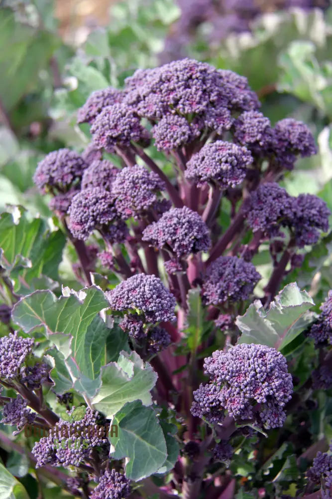 BROCCOLI MENDOCINO SEEDS - Cultivate Your Garden with Premium Quality Seeds for Gardening Enthusiasts