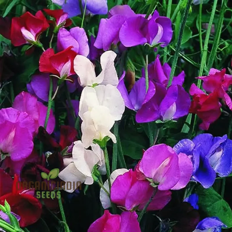 Sweet Pea Spencer Wave Mixed Seeds, Elevate Your Gardening Journey with a Spectacular Mix of Colors and Fragrance!