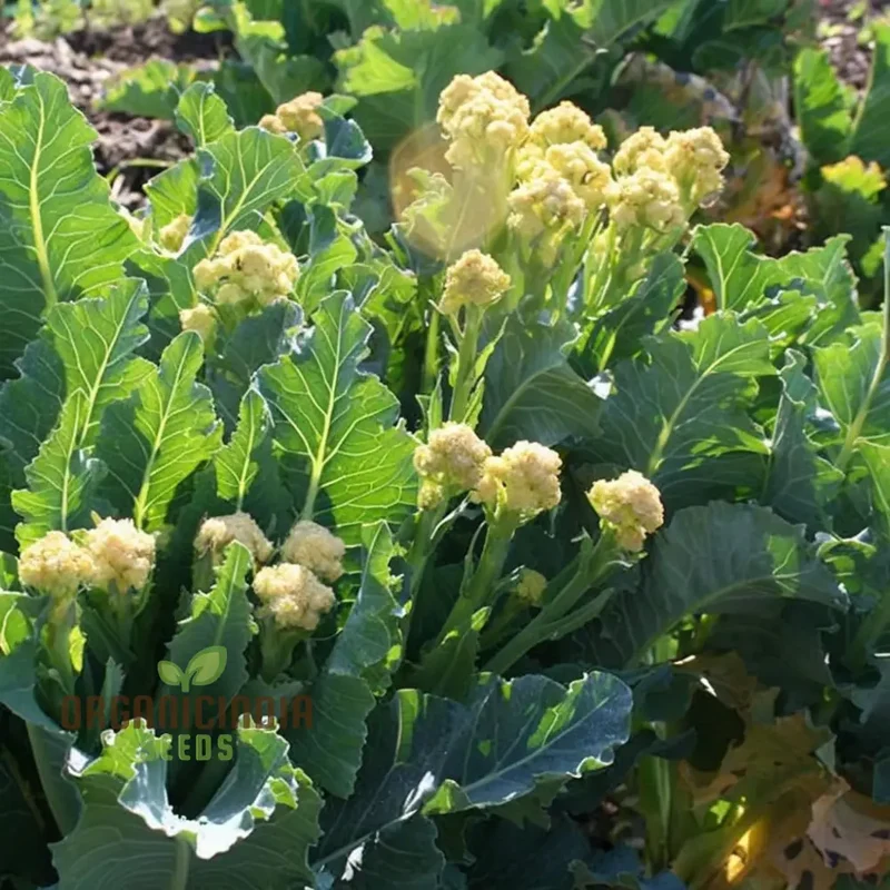 White Sprouting Broccoli from Seeds, Comprehensive Planting and Gardening Guide for Cultivating Healthy and Flavorful Garden Greens