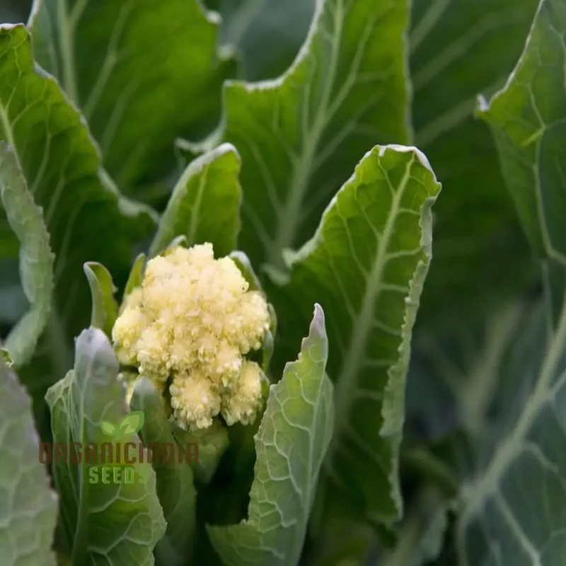 White Sprouting Broccoli from Seeds, Comprehensive Planting and Gardening Guide for Cultivating Healthy and Flavorful Garden Greens