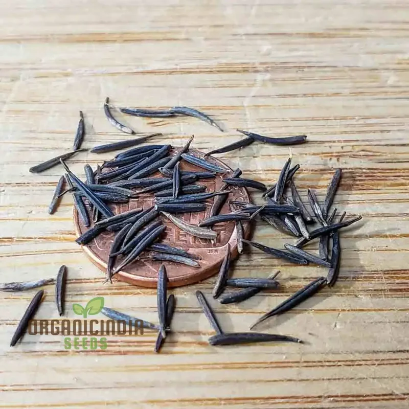 Curled Chervil Seeds for Planting – Heirloom, Fragrant & Easy-Grow Culinary Herb