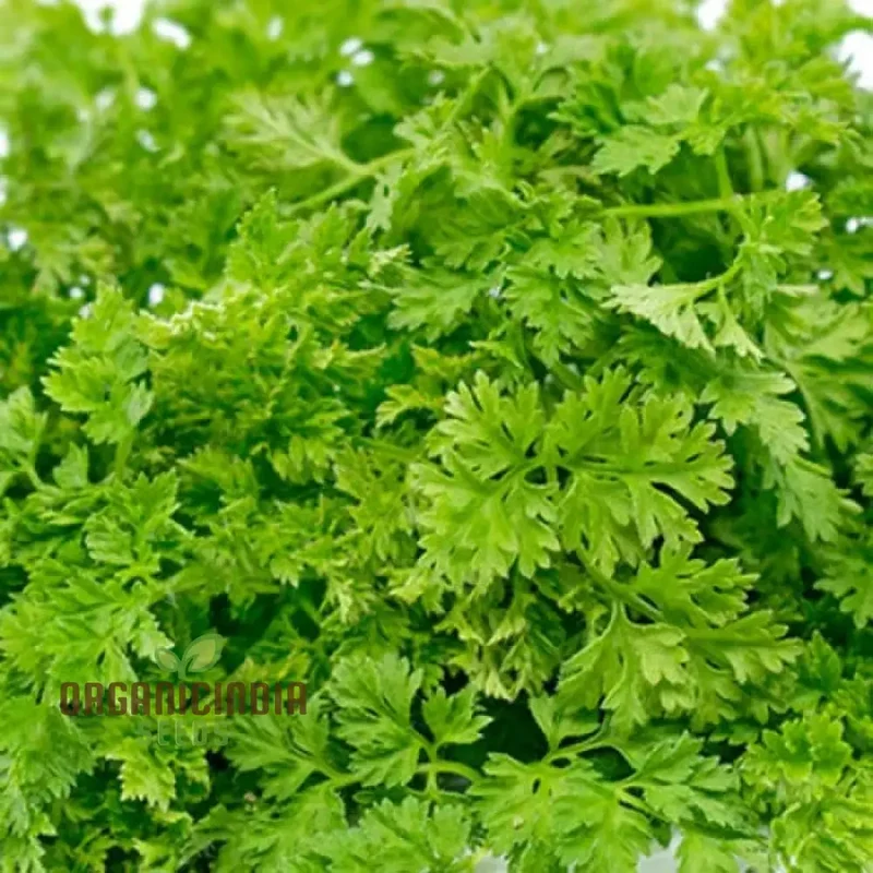 Curled Chervil Seeds for Planting – Heirloom, Fragrant & Easy-Grow Culinary Herb