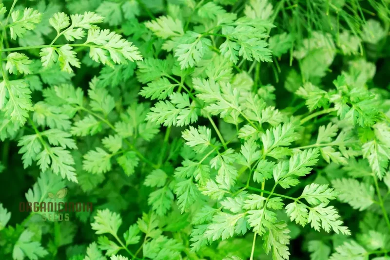 Curled Chervil Seeds for Planting – Heirloom, Fragrant & Easy-Grow Culinary Herb