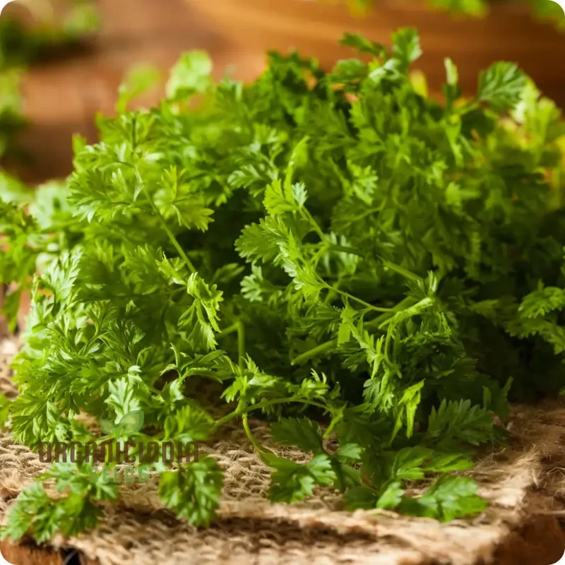 Curled Chervil Seeds for Planting – Heirloom, Fragrant & Easy-Grow Culinary Herb