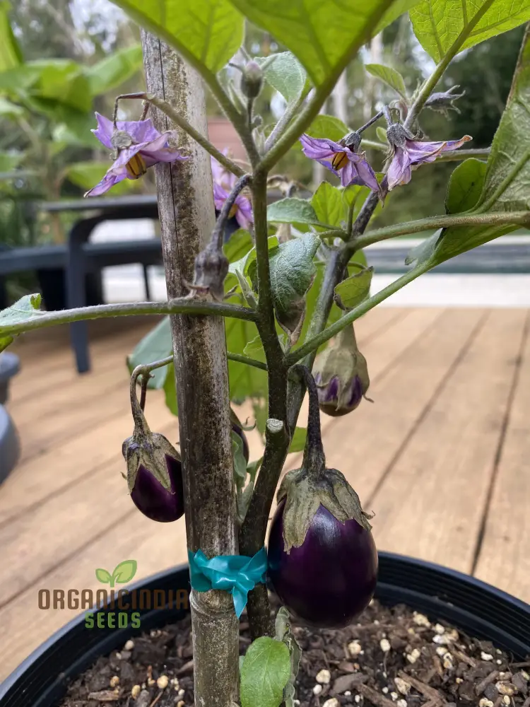 Organic Aubergine Meatball Seeds: Premium Cultivated Seeds for Gardening Enthusiasts