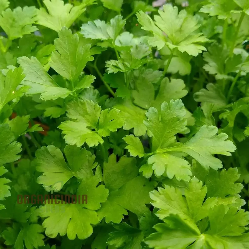 Italian Giant Parsley Vegetable Seeds, Premium Quality Vegetable Seeds for Home Gardening, Easy to Growing Planting