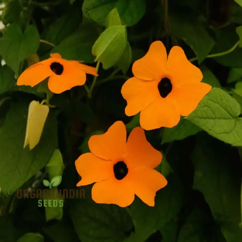 THUNBERGIA ORANGE BLACK EYE SEEDS , Elevate Your Gardening Experience with Unique Blooms and Stunning Colors!
